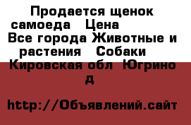 Продается щенок самоеда › Цена ­ 15 000 - Все города Животные и растения » Собаки   . Кировская обл.,Югрино д.